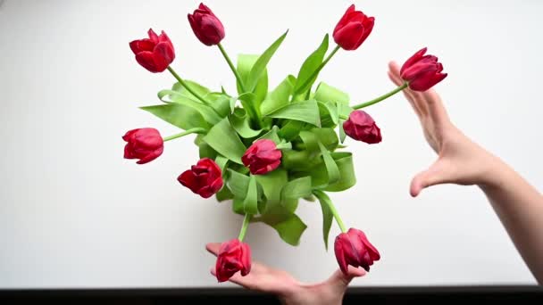 Slow Motion Top View Brightly Lit Red Tulips Being Arranged — Stock Video