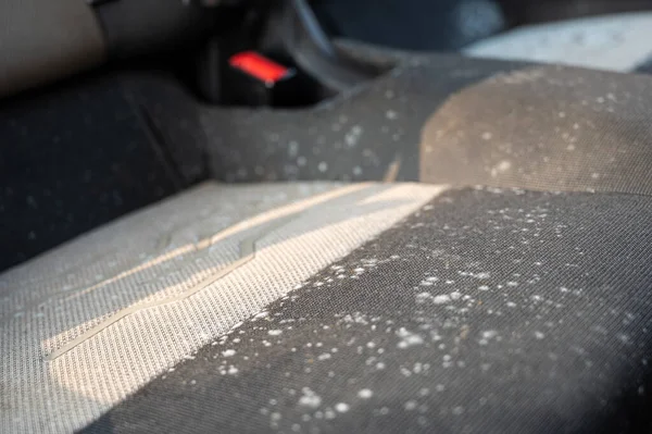 Mold on a car seat that has been left unused for several months