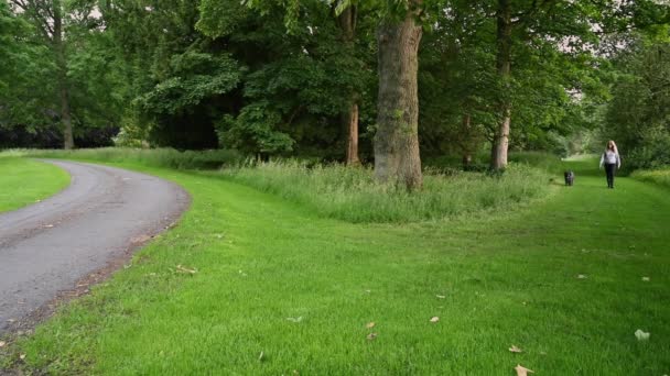 Blonde Female Walks Black Labradoodle Dog Tree Covered Forest Tack — Stock Video