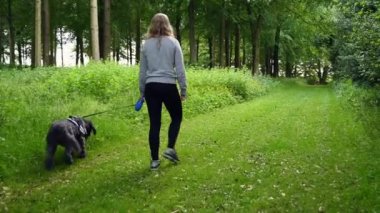 Sarışın bir dişi, siyah tüylü bir labrador köpeğini otlak bir arazide gezdirirken köpek kısa bir süre için yolun kenarındaki çalılıkların arasında tuvalete gitmek için durur.