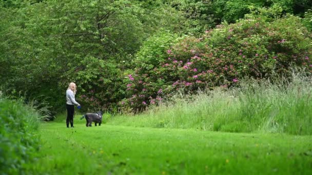 Uma Fêmea Loira Incentiva Grande Cão Labradoodle Preto Desgrenhado Para — Vídeo de Stock