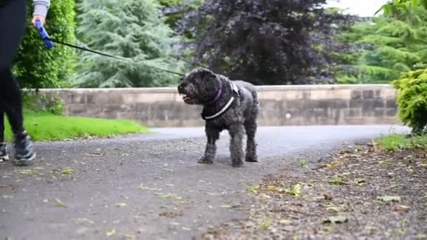 Grande Cão Labradoodle Desgrenhado Preto Recusa Dar Passeio — Vídeo de Stock
