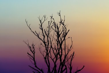 Kopya alanı ile renkli alacakaranlık gökyüzü üzerinde kuş ile ölü ağaç siluet