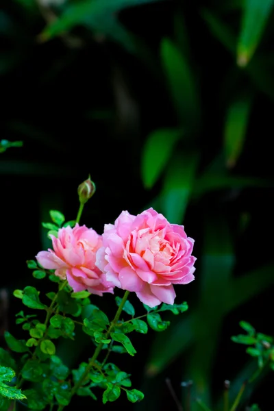 Růžová anglická růže — Stock fotografie