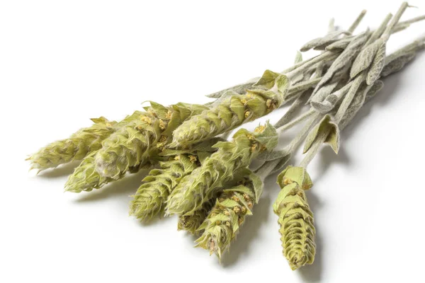 Hegyi gyógynövények Tea Sideritis Scardica fehér — Stock Fotó