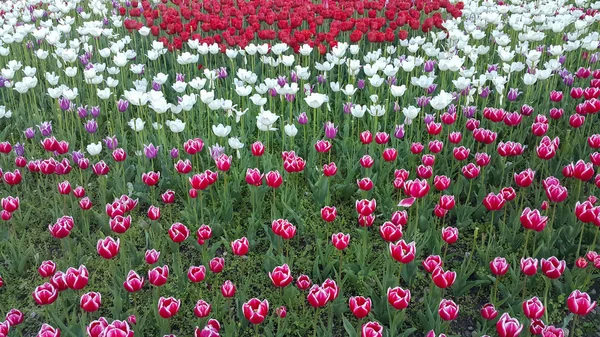 Jardín de tulipanes colorido — Foto de Stock