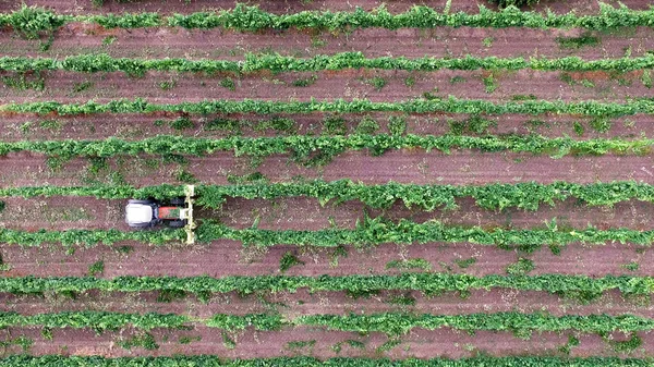 Tractor Working in a Vineyard — Stock Photo, Image