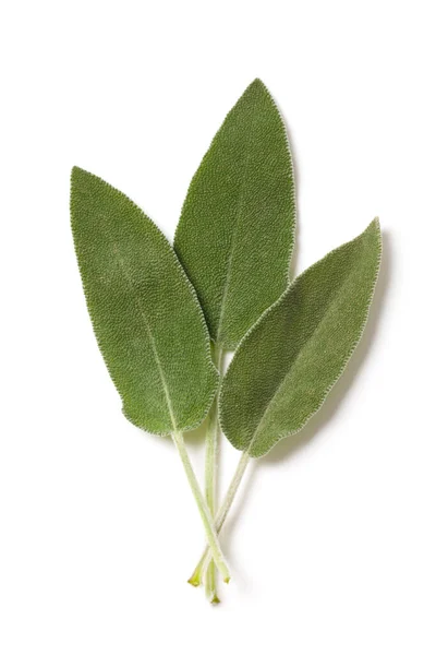 Folhas Verdes Frescas Salvia Isoladas Sobre Fundo Branco — Fotografia de Stock