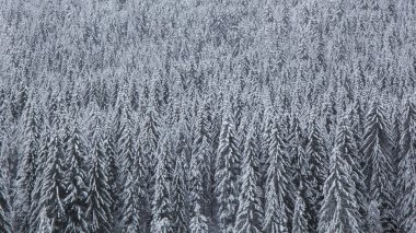 Karlı çam - stok fotoğraf