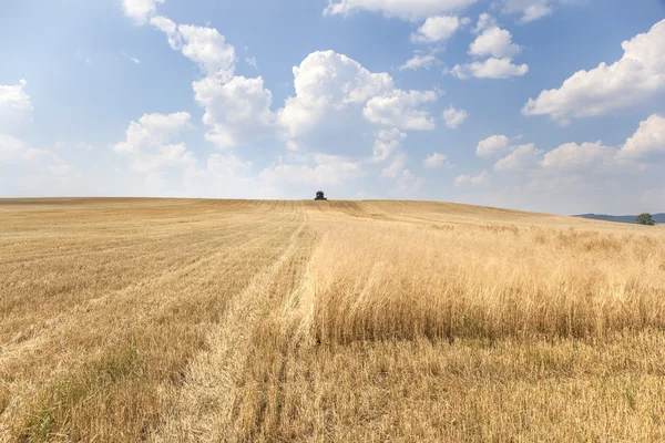 Colheitadeira Combine colhe um campo de trigo — Fotografia de Stock