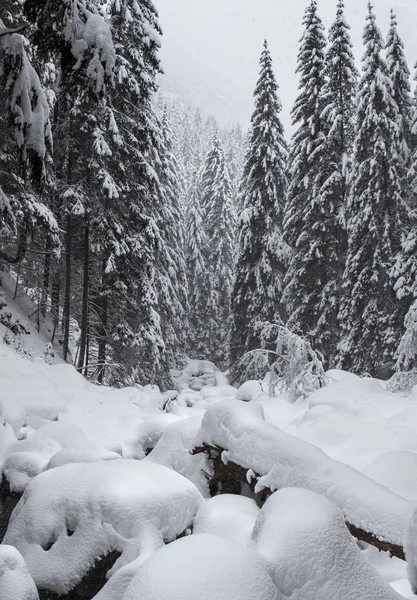 Snowy sosen i rzeki w góry — Zdjęcie stockowe