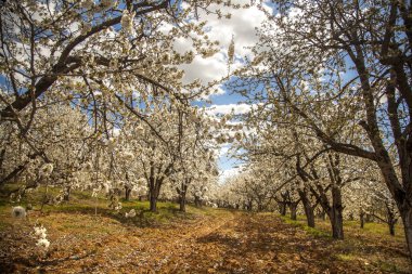 kiraz Çiçek bahçesinde bahar