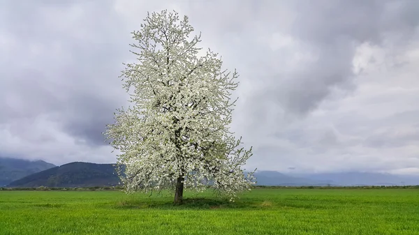 Kvetoucí strom v poli pšenice — Stock fotografie