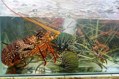 taze deniz ürünleri balık pazarında fotoğrafı