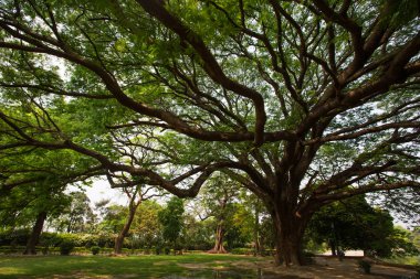 Hindistan'da büyük güzel ağaç