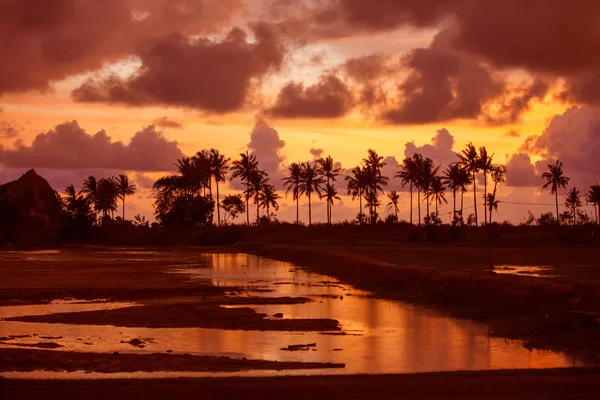 Sonnenuntergangslandschaft mit Palmen — Stockfoto