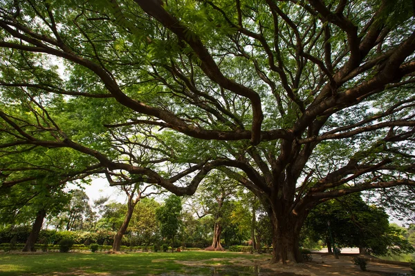 Hindistan'da büyük güzel ağaç — Stok fotoğraf