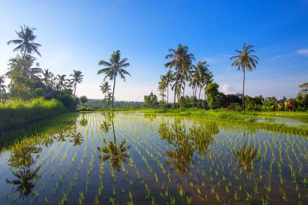 Terrasses de riz Bali . — Photo