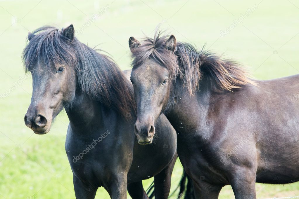 two beautiful Icelandic horse.