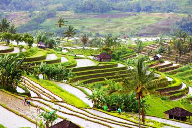 Bali pirinç terasları. Jatiluwih pirinç tarlaları