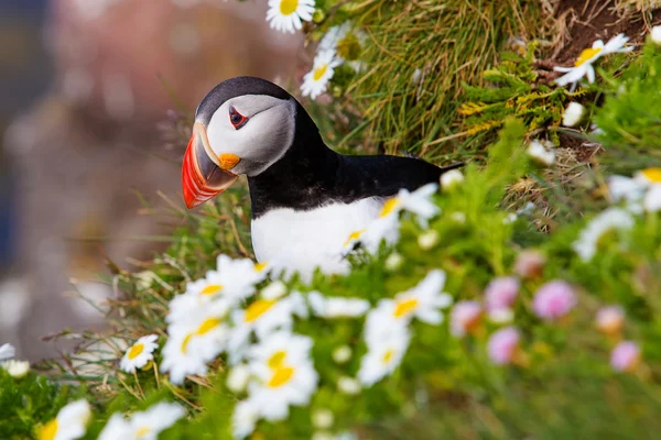 Roztomilý Papuchalk bělobradý na Islandu — Stock fotografie