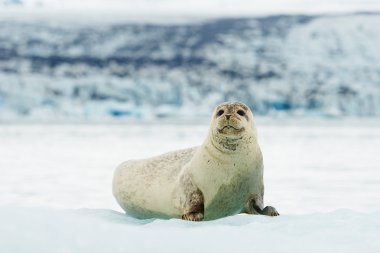 Yalancı sakallı buz arctic Svalbard üzerinde mühür