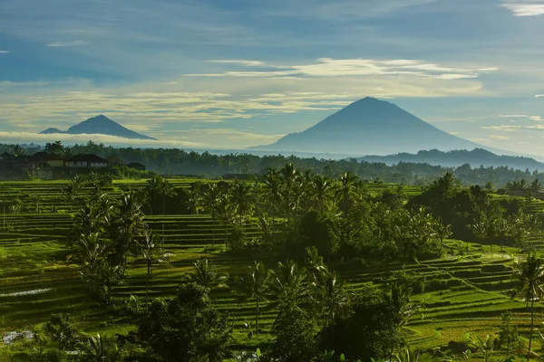 Bali rýžové terasy. Rýžová pole Jatiluwih — Stock fotografie