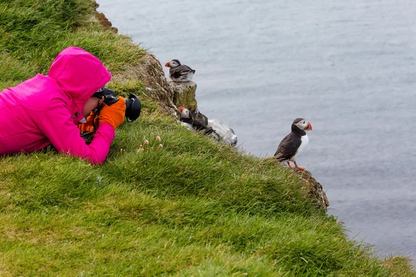 Puffin Atlântico bonito em Islândia — Fotografia de Stock