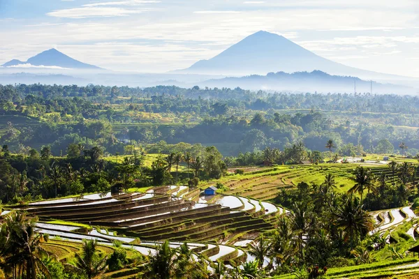 Bali pirinç terasları. Jatiluwih pirinç tarlaları — Stok fotoğraf