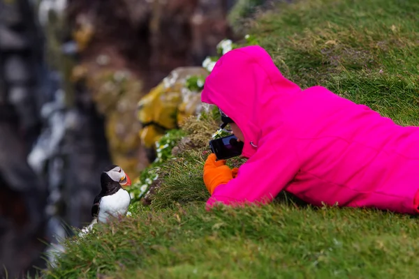 Puffin Atlantik manis di Islandia — Stok Foto