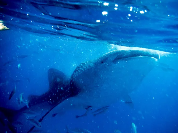 Υποβρύχια σουτ του ένα γιγαντιαίο φάλαινα καρχαρία — Φωτογραφία Αρχείου