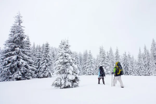 Wanderer im Winterwald — Stockfoto