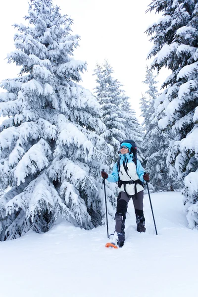 Vandrare går i snö skog — Stockfoto