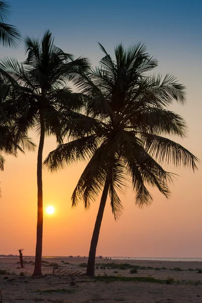 Palme sulla costa tropicale dello Sri Lanka — Foto Stock