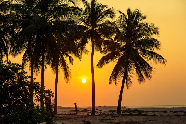 Pohon palem di pantai tropis di Sri Lanka — Stok Foto