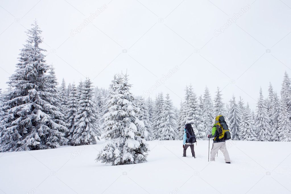 Hiker in the winter forest