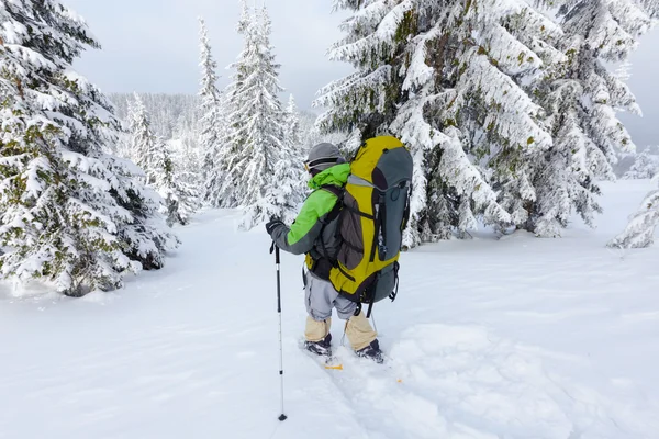 Backpacker kobieta jest chodzenie w lesie w zimie — Zdjęcie stockowe