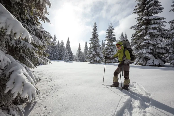 Mochilero mujer está caminando en el bosque en invierno — Foto de Stock