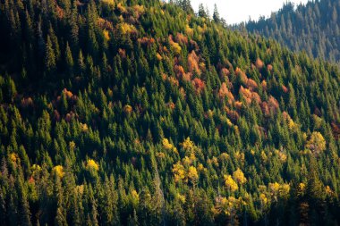 Okuma ve sarı sonbahar orman