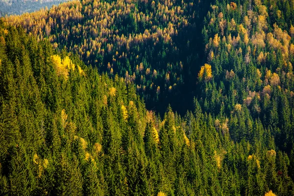 Przeczytaj i żółty jesień las — Zdjęcie stockowe