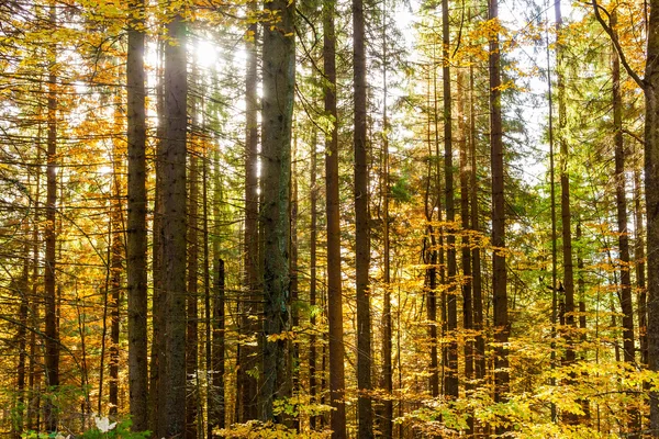 Read and yellow autumn forest — Stock Photo, Image