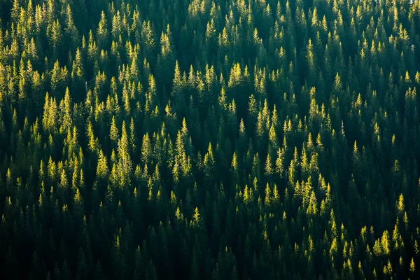 Fondo del bosque verde en la ladera de la montaña — Foto de Stock