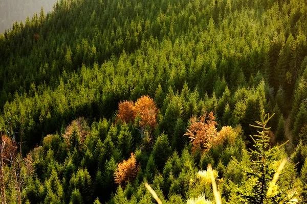 Lectura y bosque amarillo de otoño — Foto de Stock