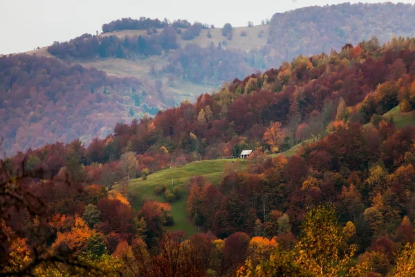 Lezen en geel autumn forest — Stockfoto