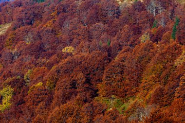 Okuma ve sarı sonbahar orman