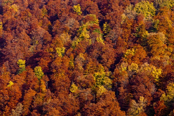 Lezen en geel autumn forest — Stockfoto