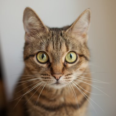 Gri kedi closeup fotoğraf makinesi vasıl arıyorsunuz