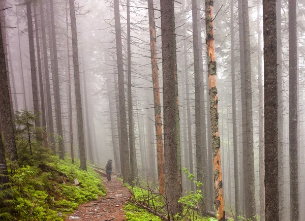 Fiatalok túrázás mély erdő, felhős napon — Stock Fotó