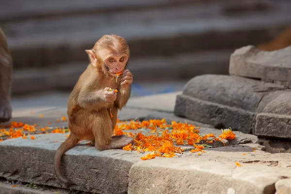 Swayambunath temple yakınındaki oynak maymunlar — Stok fotoğraf