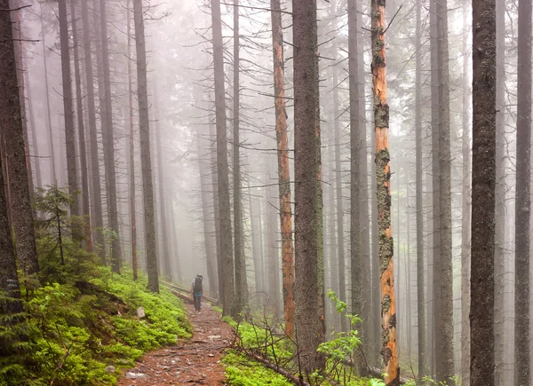 Jongeren zijn wandelen in diepe bossen op bewolkte dag — Stockfoto